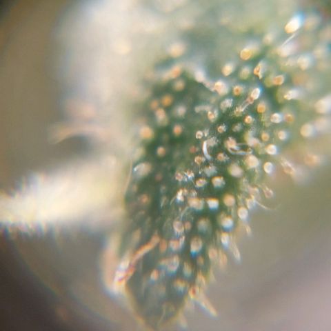 Bruce III growlog photo: Some trychome photos