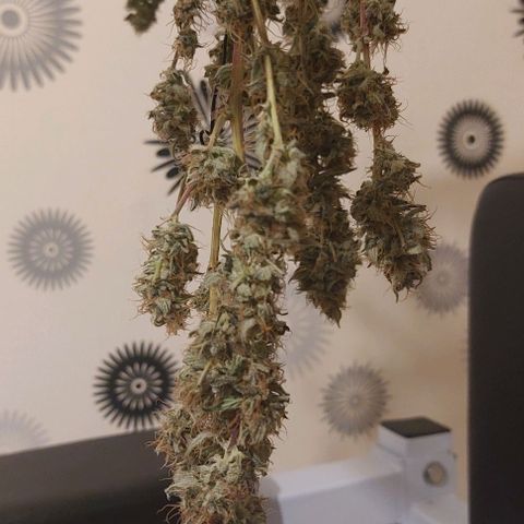 Bruce III growlog photo: Snall part of the harvest, was about 170hrams wet wght.