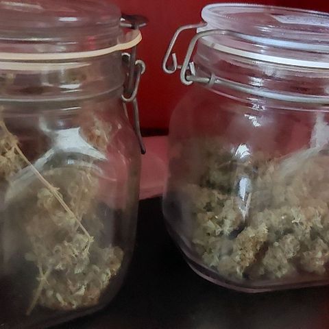 Bruce III growlog photo: Heres the harvest in curing jars.