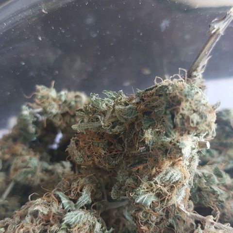 Bruce III growlog timeline photo