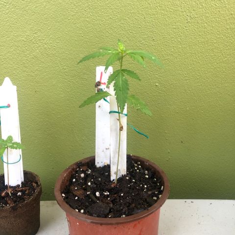 Local Sativa growlog timeline photo