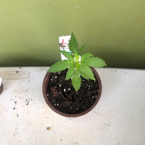 Local Sativa growlog timeline photo