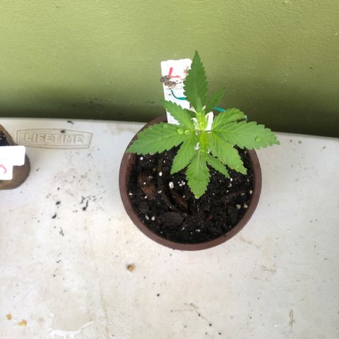 Local Sativa growlog timeline photo