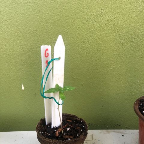 Gelato growlog timeline photo