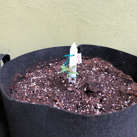 Gelato growlog timeline photo