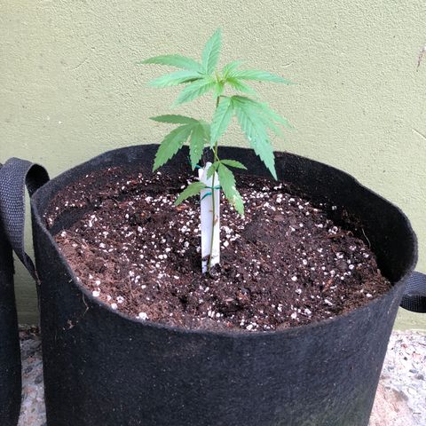 Local Sativa growlog timeline photo