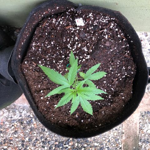 Local Sativa growlog timeline photo