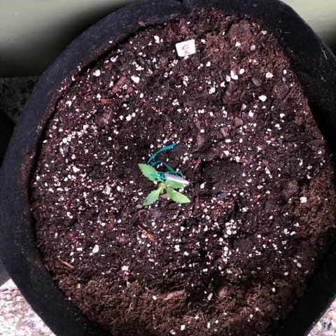 Gelato growlog timeline photo