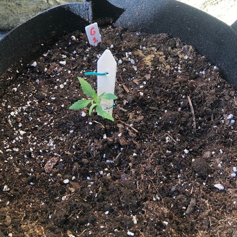 Gelato growlog timeline photo