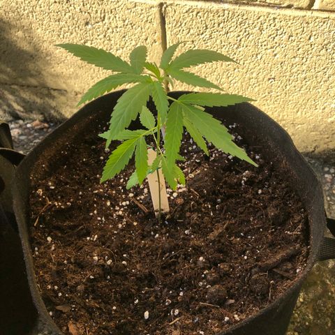 Local Sativa growlog timeline photo