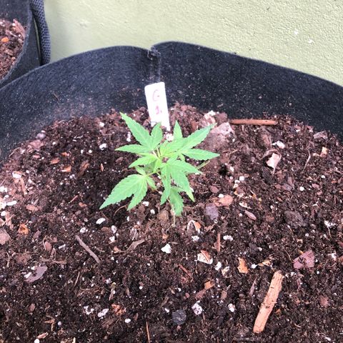 Gelato growlog timeline photo