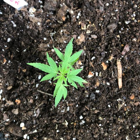Gelato growlog timeline photo