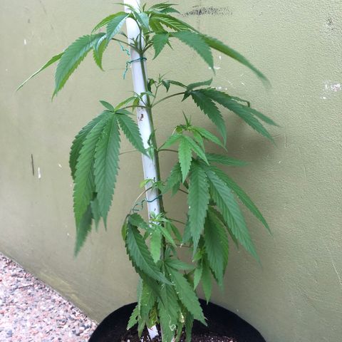 Local Sativa growlog timeline photo
