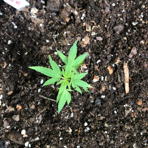 Gelato growlog timeline photo