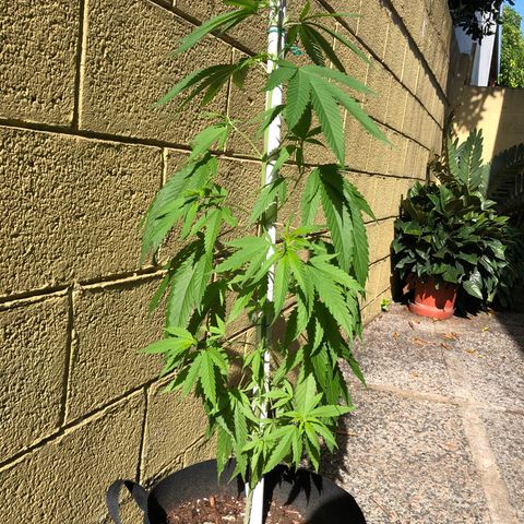 Local Sativa growlog timeline photo