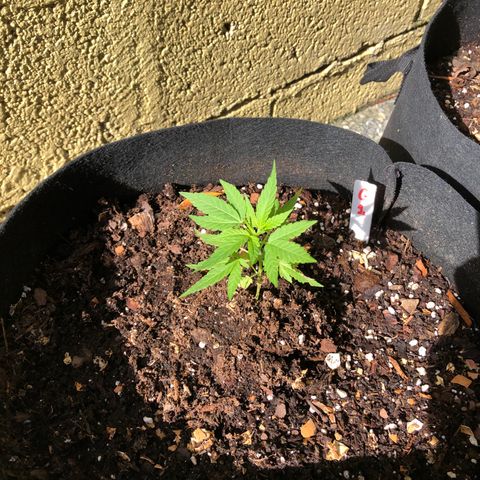 Gelato growlog timeline photo