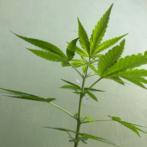Gelato growlog timeline photo