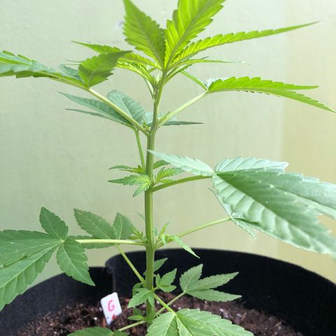 Gelato growlog timeline photo