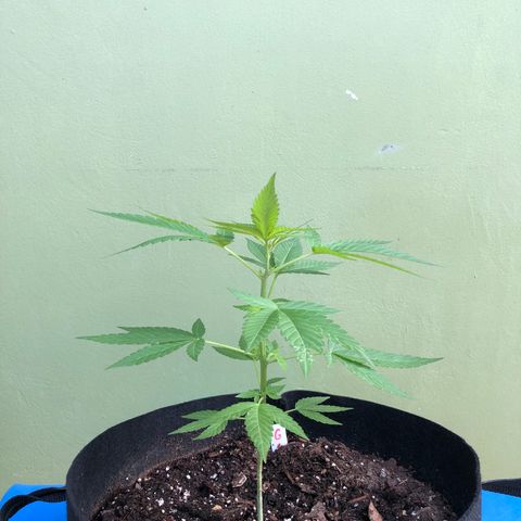 Gelato growlog timeline photo