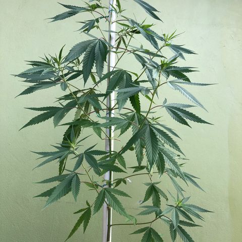 Local Sativa growlog timeline photo