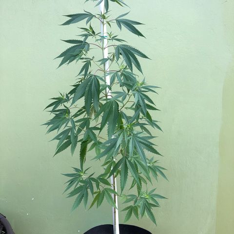 Local Sativa growlog timeline photo