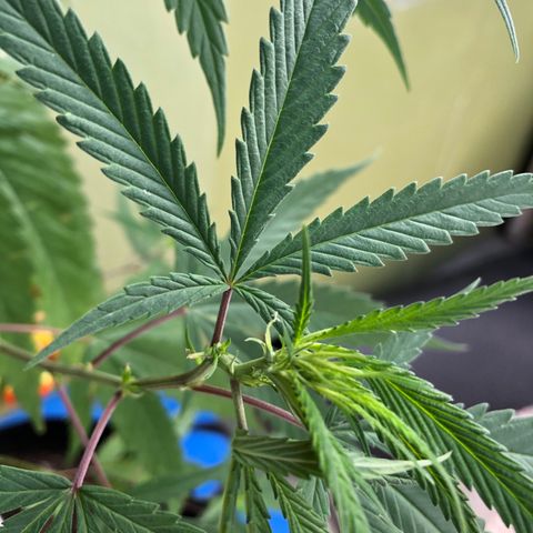 Local Sativa growlog timeline photo