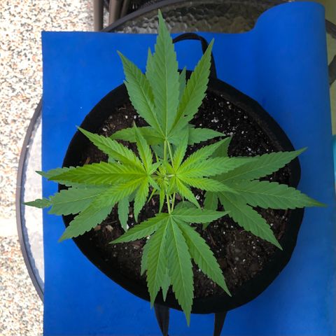 Gelato growlog timeline photo