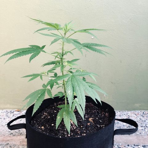 Gelato growlog timeline photo