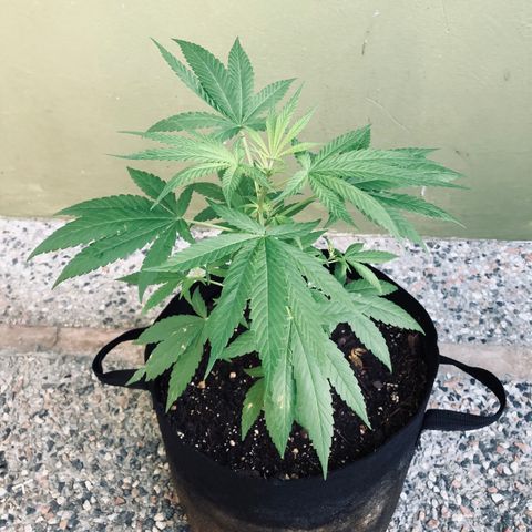 Gelato growlog timeline photo