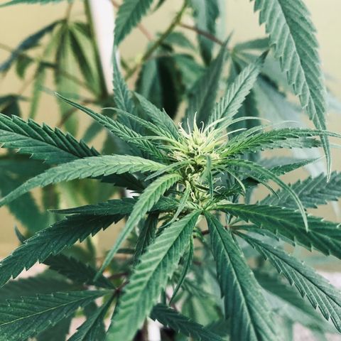 Local Sativa growlog timeline photo