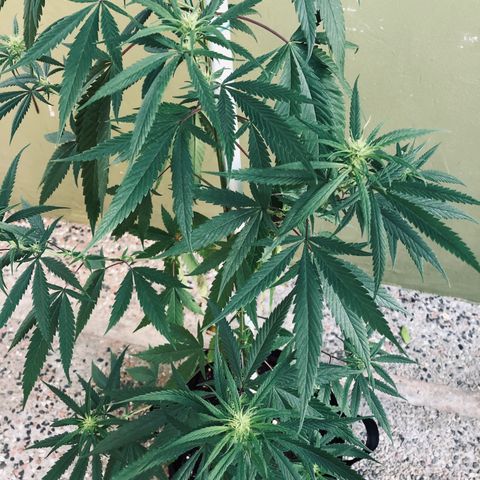 Local Sativa growlog timeline photo