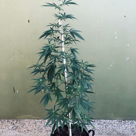 Local Sativa growlog timeline photo