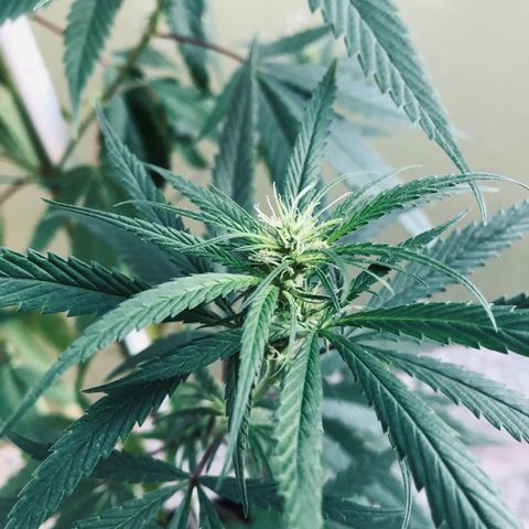 Local Sativa growlog timeline photo