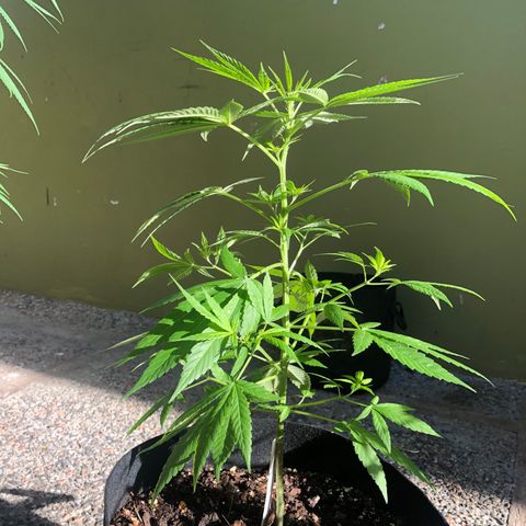 Gelato growlog timeline photo