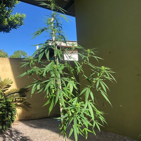 Local Sativa growlog timeline photo