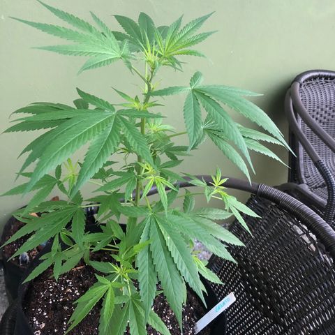 Gelato growlog timeline photo