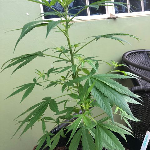 Gelato growlog timeline photo