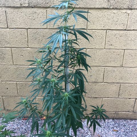 Local Sativa growlog timeline photo