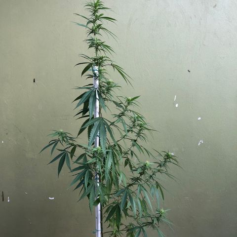 Local Sativa growlog timeline photo