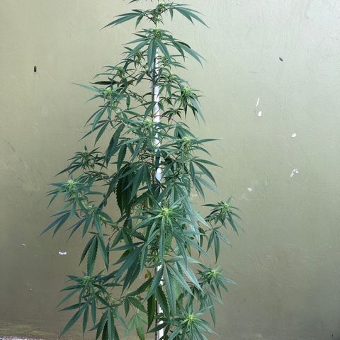 Local Sativa growlog timeline photo