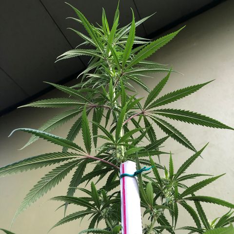 Local Sativa growlog timeline photo