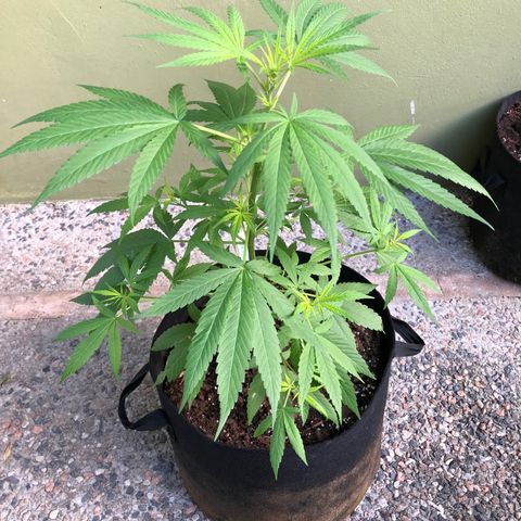 Gelato growlog timeline photo