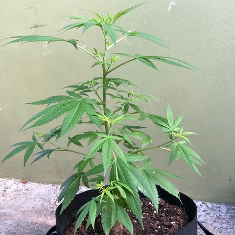 Gelato growlog timeline photo