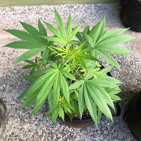 Gelato growlog timeline photo