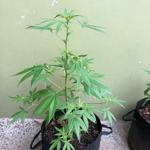 Gelato growlog timeline photo