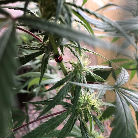 Local Sativa growlog timeline photo