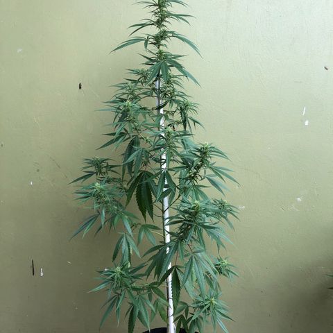 Local Sativa growlog timeline photo