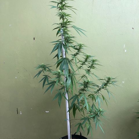Local Sativa growlog timeline photo