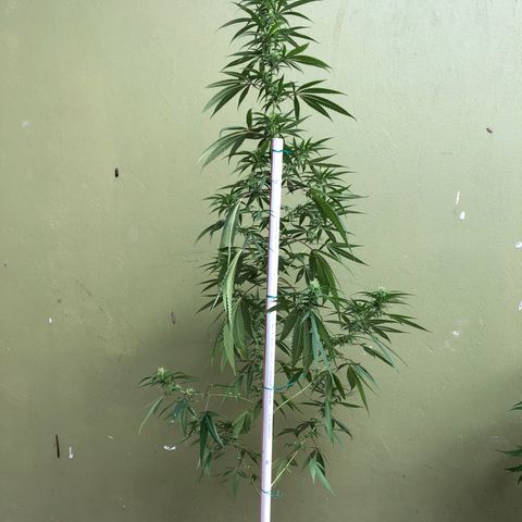 Local Sativa growlog timeline photo