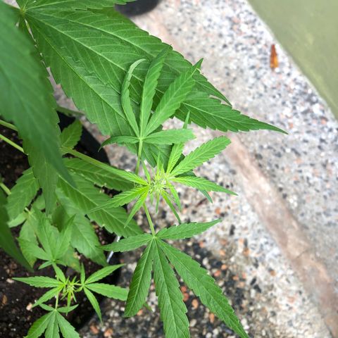 Gelato growlog timeline photo